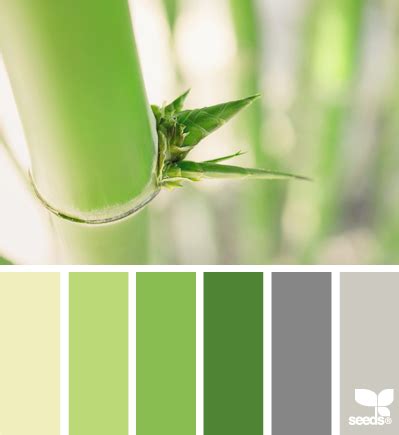 顏色的搭配 竹子有種子嗎